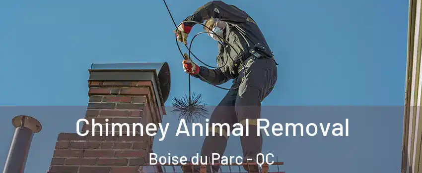 Chimney Animal Removal Boise du Parc - QC
