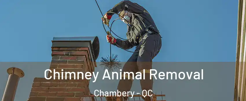 Chimney Animal Removal Chambery - QC