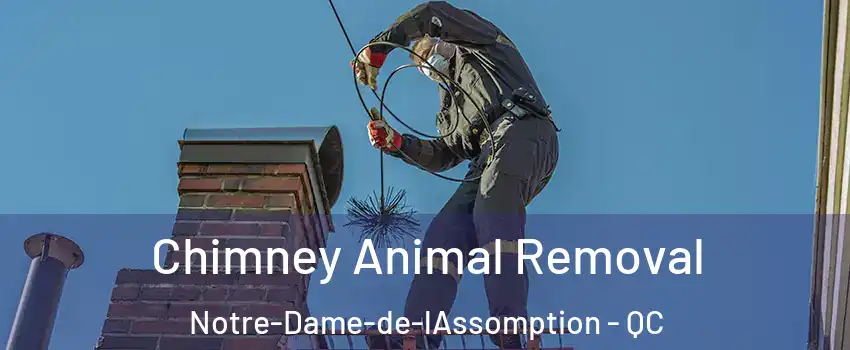 Chimney Animal Removal Notre-Dame-de-lAssomption - QC