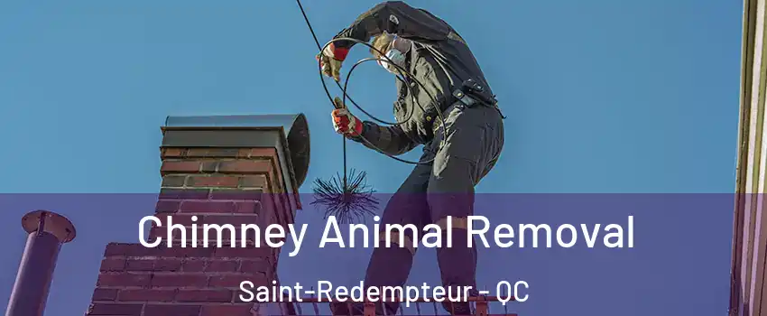 Chimney Animal Removal Saint-Redempteur - QC